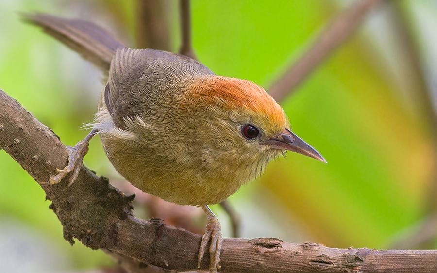 Himalayan bird watching in Sikkim forests