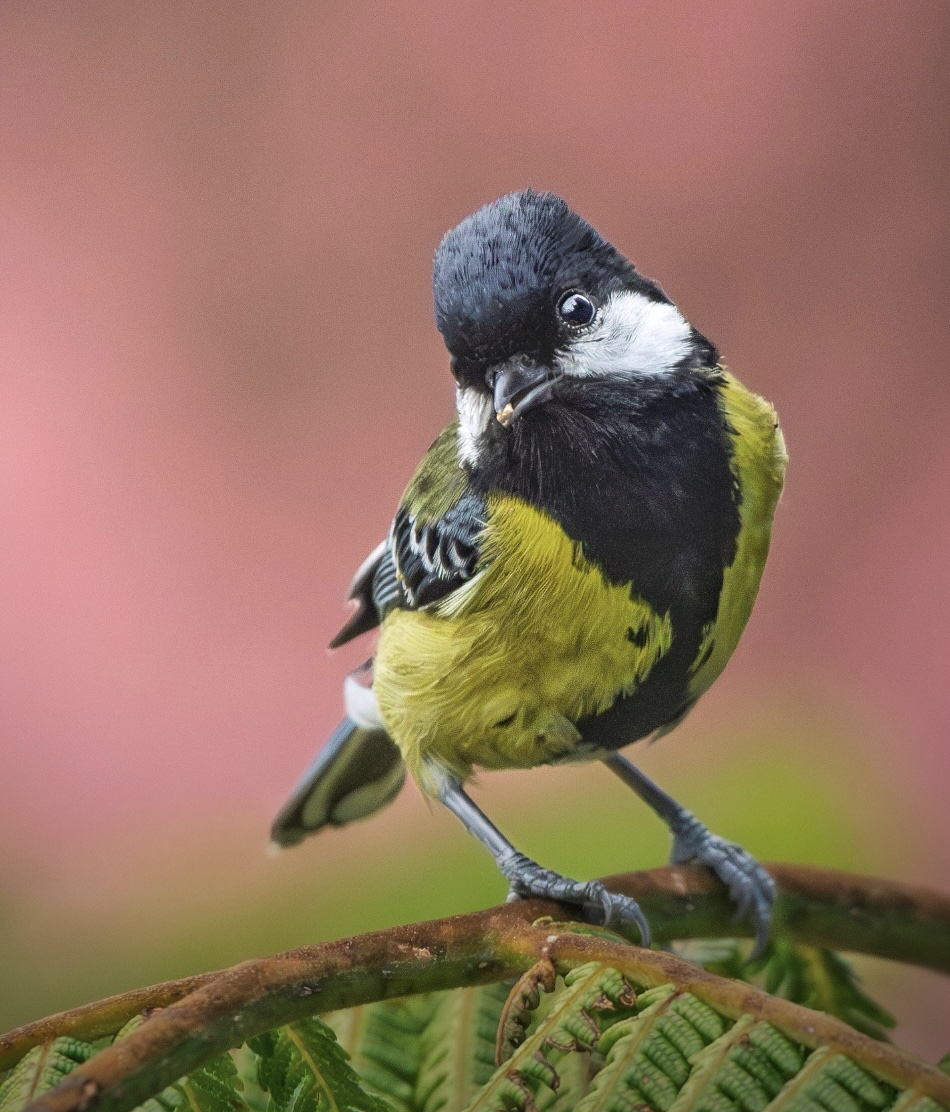 Himalayan bird close-up